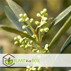 Olea Europaea - Oliviers - Pot 9cm - Hauteur 25-40cm 8 Olea Europaea - Oliviers - Pot 9cm - Hauteur 25-40cm -Terre et Verdure 64595012239446.66153522