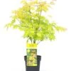 Acer 'orange Dream' - érable Du Japon - Pot 19cm - Hauteur 60-70cm 1 Acer 'orange Dream' - érable Du Japon - Pot 19cm - Hauteur 60-70cm -Terre et Verdure 64595143741835.06242436