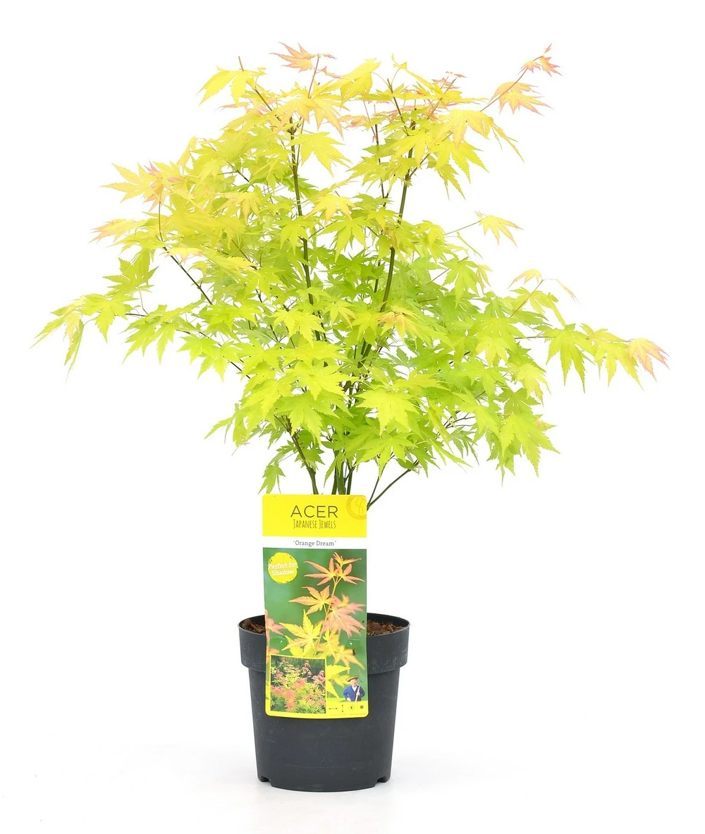 Acer 'orange Dream' - érable Du Japon - Pot 19cm - Hauteur 60-70cm 3 Acer 'orange Dream' - érable Du Japon - Pot 19cm - Hauteur 60-70cm