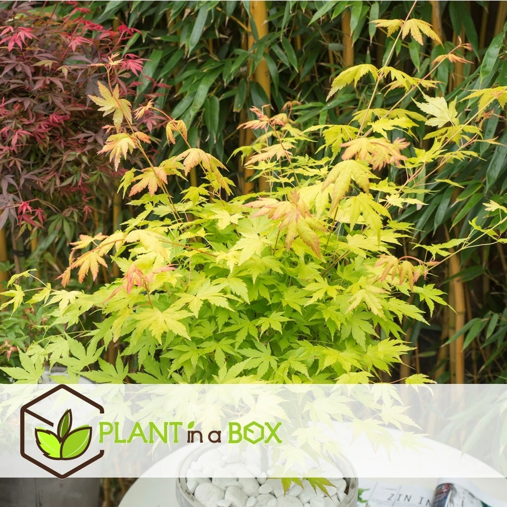 Acer 'orange Dream' - érable Du Japon - Pot 19cm - Hauteur 60-70cm 4 Acer 'orange Dream' - érable Du Japon - Pot 19cm - Hauteur 60-70cm – Image 2