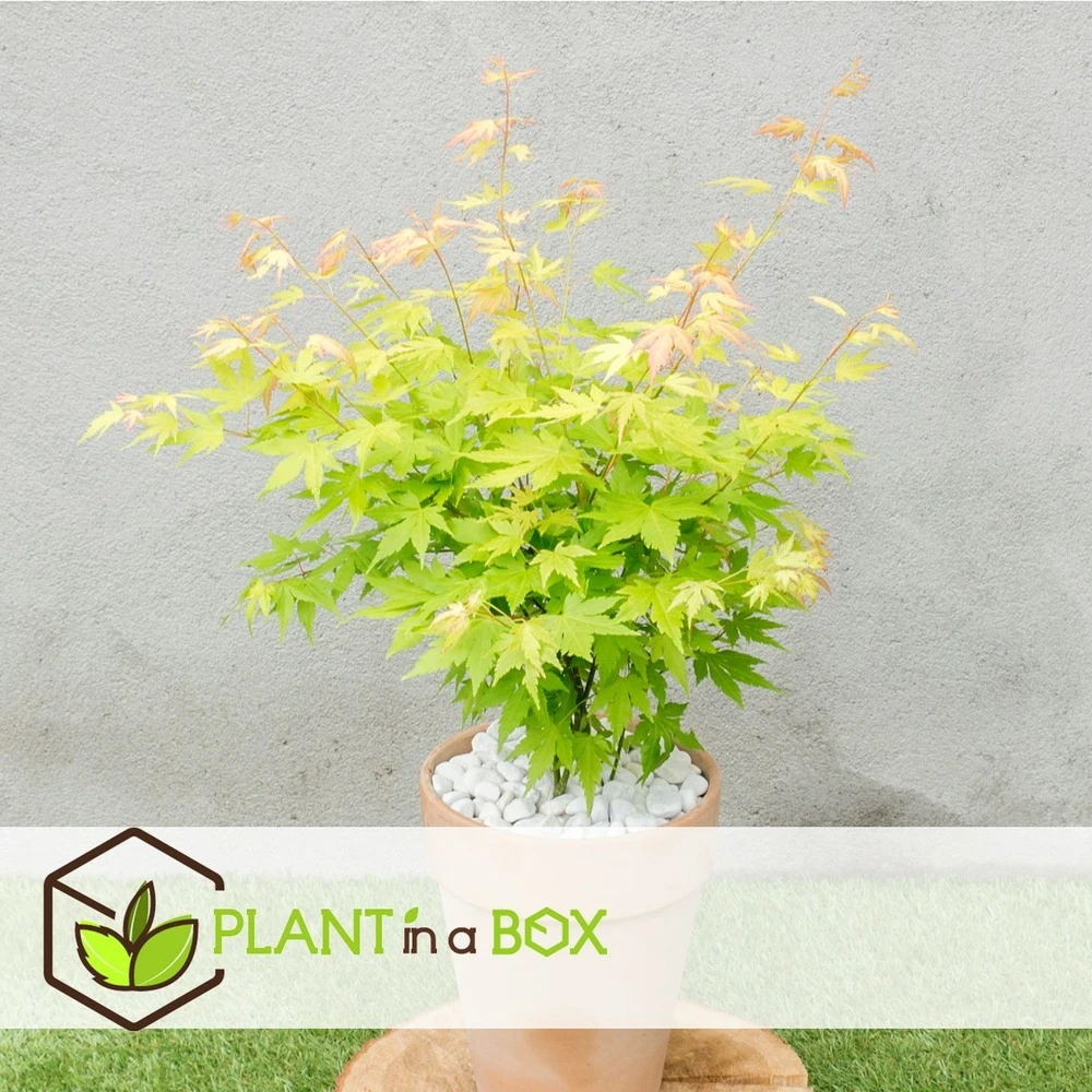Acer 'orange Dream' - érable Du Japon - Pot 19cm - Hauteur 60-70cm 6 Acer 'orange Dream' - érable Du Japon - Pot 19cm - Hauteur 60-70cm – Image 4