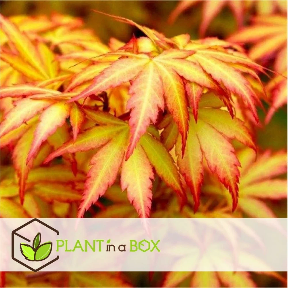 Acer 'orange Dream' - érable Du Japon - Pot 19cm - Hauteur 60-70cm 7 Acer 'orange Dream' - érable Du Japon - Pot 19cm - Hauteur 60-70cm – Image 5