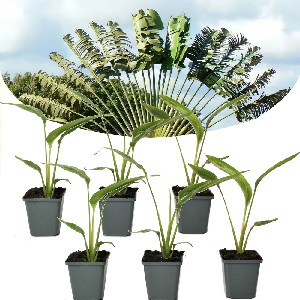 Ravenala Madagascariensis - Set De 6 - Palmier - Pot 9cm - Hauteur 25-40cm 3 Ravenala Madagascariensis - Set De 6 - Palmier - Pot 9cm - Hauteur 25-40cm