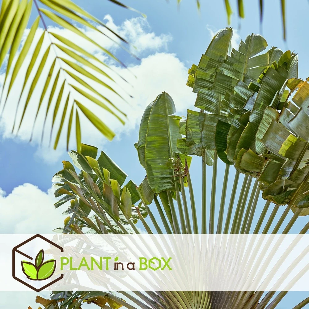 Ravenala Madagascariensis - Set De 6 - Palmier - Pot 9cm - Hauteur 25-40cm 5 Ravenala Madagascariensis - Set De 6 - Palmier - Pot 9cm - Hauteur 25-40cm – Image 3