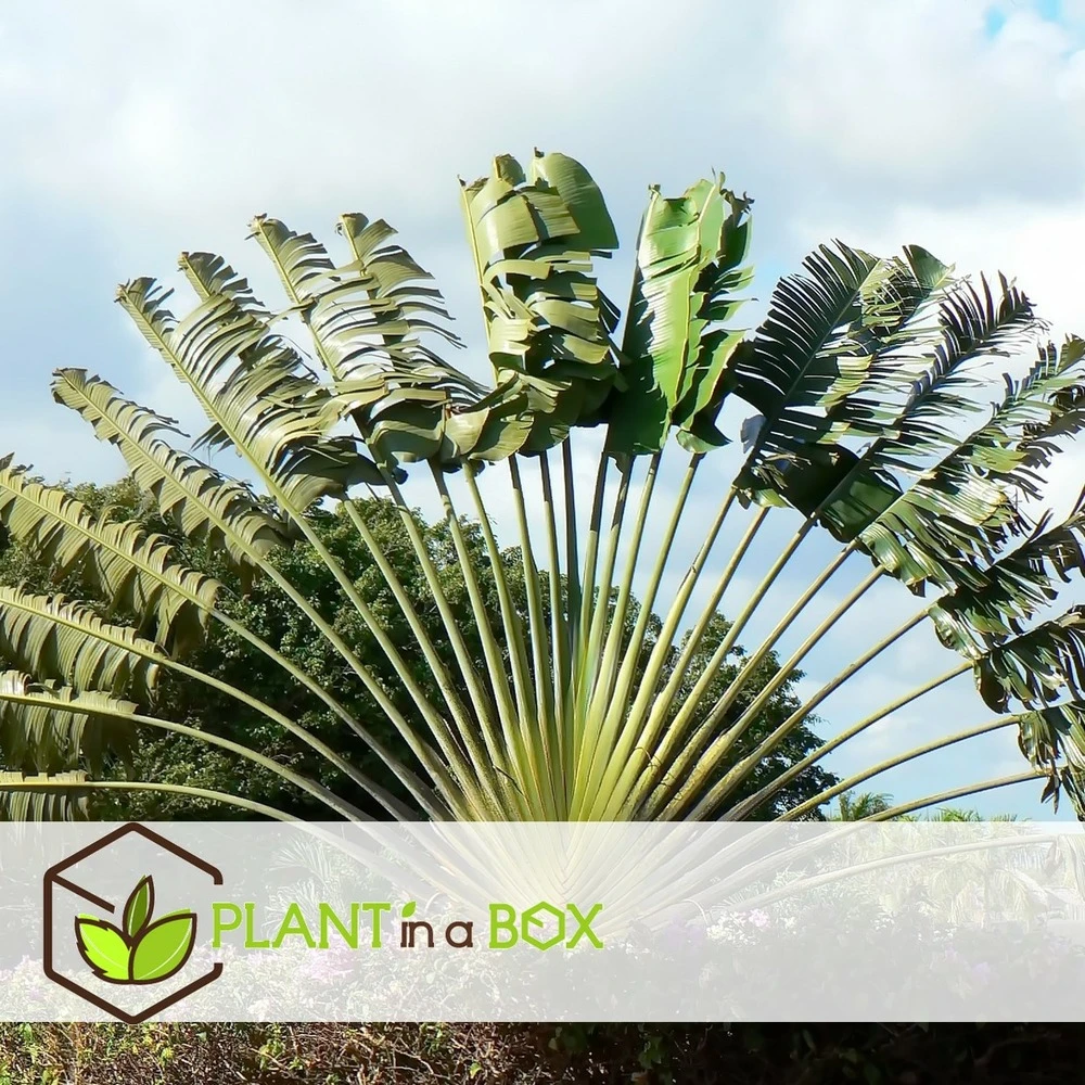 Ravenala Madagascariensis - Set De 6 - Palmier - Pot 9cm - Hauteur 25-40cm 4 Ravenala Madagascariensis - Set De 6 - Palmier - Pot 9cm - Hauteur 25-40cm – Image 2