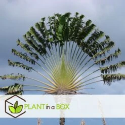 Ravenala Madagascariensis - Set De 6 - Palmier - Pot 9cm - Hauteur 25-40cm 11 Ravenala Madagascariensis - Set De 6 - Palmier - Pot 9cm - Hauteur 25-40cm -Terre et Verdure 6459514a638d88.90406025