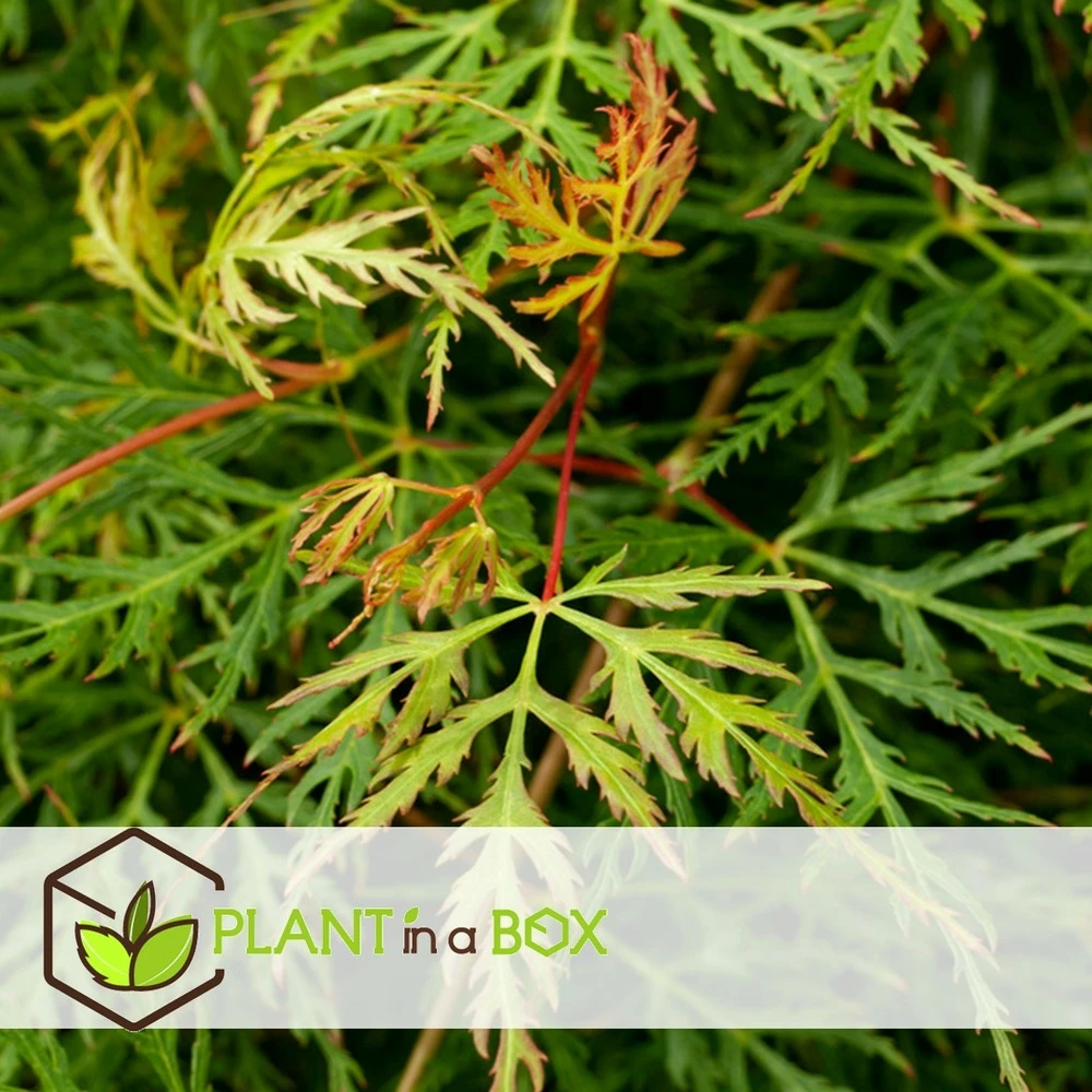 Acer Palmatum 'emerald Lace' - érable Du Japon - Pot 19cm - Hauteur 60-70cm 4 Acer Palmatum 'emerald Lace' - érable Du Japon - Pot 19cm - Hauteur 60-70cm – Image 2
