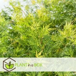 Acer Palmatum 'emerald Lace' - érable Du Japon - Pot 19cm - Hauteur 60-70cm 9 Acer Palmatum 'emerald Lace' - érable Du Japon - Pot 19cm - Hauteur 60-70cm -Terre et Verdure 645951516b2a88.44107607