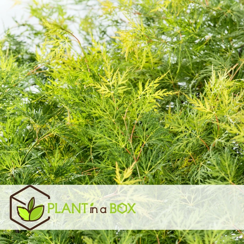 Acer Palmatum 'emerald Lace' - érable Du Japon - Pot 19cm - Hauteur 60-70cm 5 Acer Palmatum 'emerald Lace' - érable Du Japon - Pot 19cm - Hauteur 60-70cm – Image 3