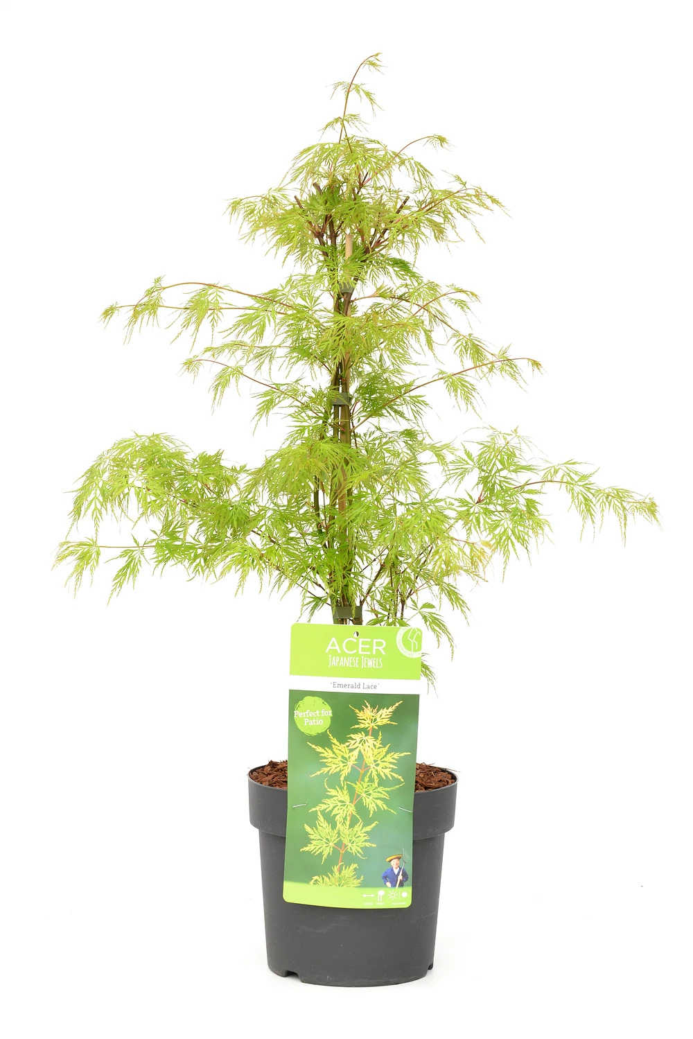 Acer Palmatum 'emerald Lace' - érable Du Japon - Pot 19cm - Hauteur 60-70cm 3 Acer Palmatum 'emerald Lace' - érable Du Japon - Pot 19cm - Hauteur 60-70cm