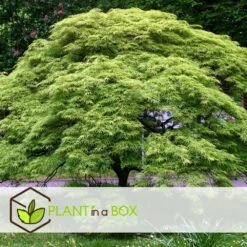 Acer Palmatum 'emerald Lace' - érable Du Japon - Pot 19cm - Hauteur 60-70cm 11 Acer Palmatum 'emerald Lace' - érable Du Japon - Pot 19cm - Hauteur 60-70cm -Terre et Verdure 64595151886530.45803562
