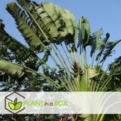 Ravenala Madagascariensis - Set De 3 - Palmier - Pot 9cm - Hauteur 25-40cm -Terre et Verdure 6459515dbfa1c9.26075985