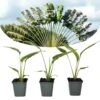 Ravenala Madagascariensis - Set De 3 - Palmier - Pot 9cm - Hauteur 25-40cm -Terre et Verdure 6459515dce3cb1.23521602