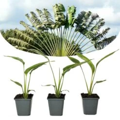 Ravenala Madagascariensis - Set De 3 - Palmier - Pot 9cm - Hauteur 25-40cm