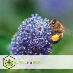 Ceanothus Thyrsiflorus Repens - Arbuste - Pot 17cm - Hauteur 60-70cm -Terre et Verdure 64595167209750.66688397