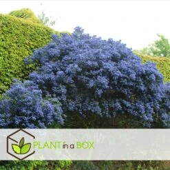 Ceanothus Thyrsiflorus Repens - Arbuste - Pot 17cm - Hauteur 60-70cm -Terre et Verdure 64595167264cf5.38010472