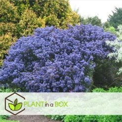 Ceanothus Thyrsiflorus Repens - Arbuste - Pot 17cm - Hauteur 60-70cm -Terre et Verdure 645951672cefe8.07334428