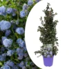 Ceanothus Thyrsiflorus Repens - Arbuste - Pot 17cm - Hauteur 60-70cm 1 Ceanothus Thyrsiflorus Repens - Arbuste - Pot 17cm - Hauteur 60-70cm -Terre et Verdure 645951673467f8.43089093