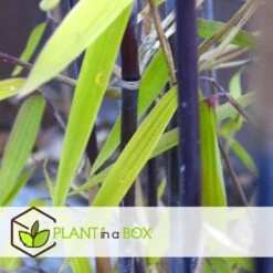 Fargesia Gansu - Set De 4 - Bambou Non Invasif - Pot 17cm - Hauteur 50-70cm -Terre et Verdure 6459516a5d0c52.07792490
