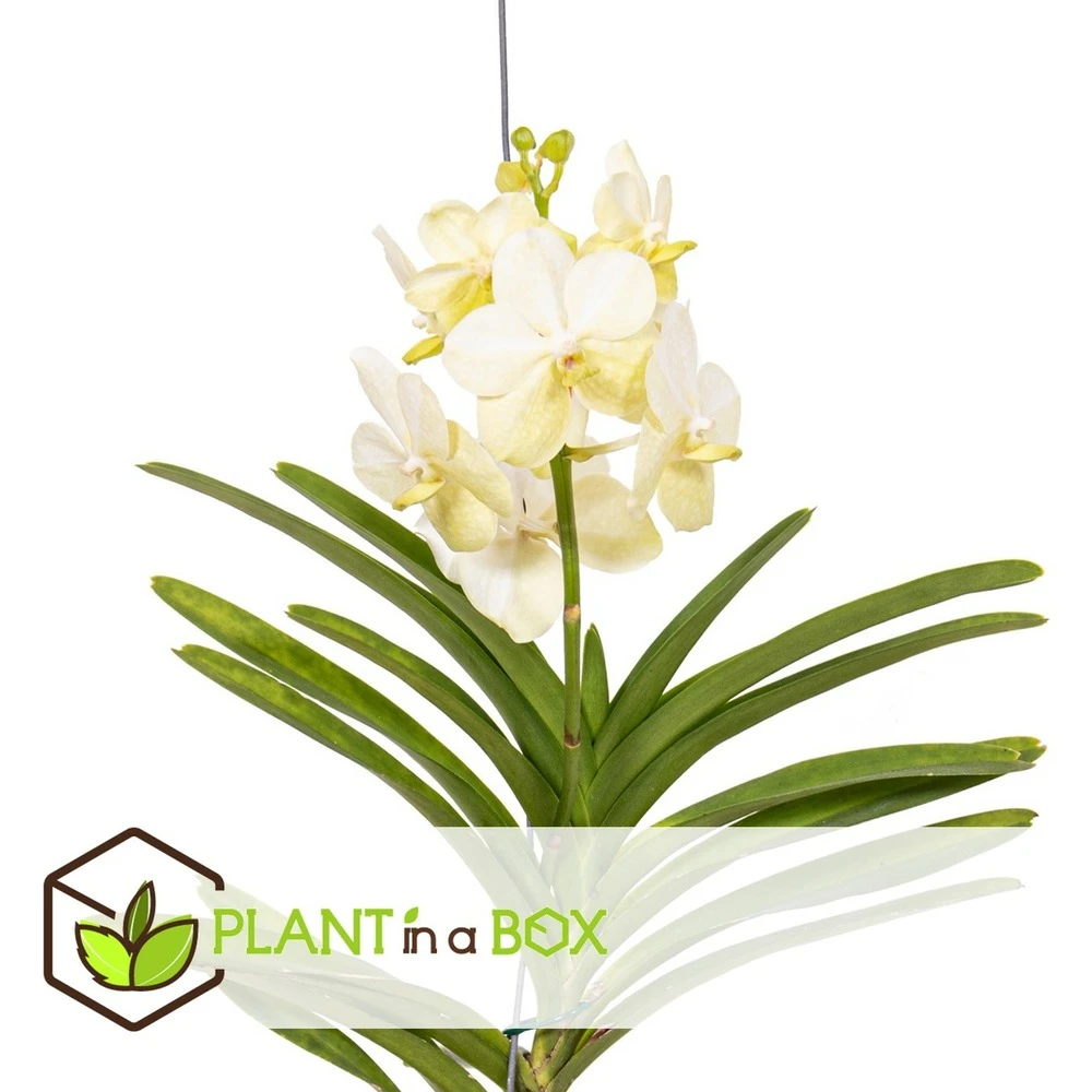 Vanda Tayanee White - Orchidée Tropicale - Magnifique Couleurs - Hauteur 50-60cm 4 Vanda Tayanee White - Orchidée Tropicale - Magnifique Couleurs - Hauteur 50-60cm – Image 2