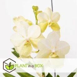 Vanda Tayanee White - Orchidée Tropicale - Magnifique Couleurs - Hauteur 50-60cm 7 Vanda Tayanee White - Orchidée Tropicale - Magnifique Couleurs - Hauteur 50-60cm -Terre et Verdure 6459521dbdcab9.64992120