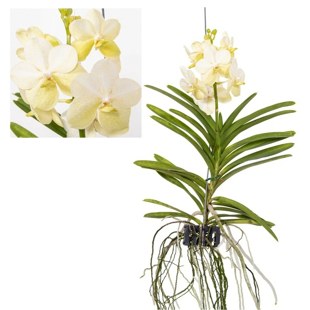 Vanda Tayanee White - Orchidée Tropicale - Magnifique Couleurs - Hauteur 50-60cm 3 Vanda Tayanee White - Orchidée Tropicale - Magnifique Couleurs - Hauteur 50-60cm