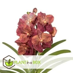 Vanda Leopard Coral - Orchidée Tropicale - Orchidée En Fleur - Hauteur 75-85cm -Terre et Verdure 64595220aba3b5.16105552