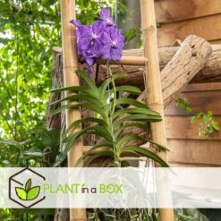 Vanda New Blue - Orchidée Tropicale - Magnifique Couleurs - Hauteur 50-60cm -Terre et Verdure 645952239bcf40.73598568