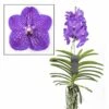 Vanda New Blue - Orchidée Tropicale - Magnifique Couleurs - Hauteur 50-60cm 1 Vanda New Blue - Orchidée Tropicale - Magnifique Couleurs - Hauteur 50-60cm -Terre et Verdure 64595223a9f818.34110476