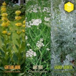 Coffret De Semences Médicinales Aromatique Apéritifs Régionaux -Terre et Verdure 645a39a750fff5.57002845