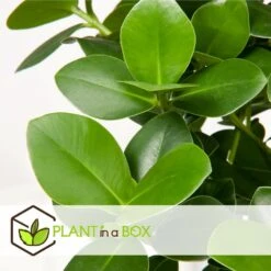 Plantes D'intérieur Purificatrices D'air - Mix De 5 - Pot 12cm - Hauteur 25-40cm -Terre et Verdure 645a3a1057bee5.82607772