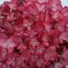 Hortensia 'salsa ?' - 5l -Terre et Verdure 645b8f35b8cba7.68168772