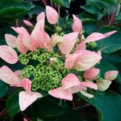 Schizophragma Hydrangeoides 'roseum' - Schizophragma Hydrangeoides 3l -Terre et Verdure 645d6487257c62.48362982