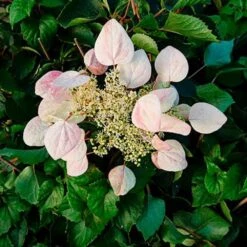 Schizophragma Hydrangeoides 'roseum' - Schizophragma Hydrangeoides 3l -Terre et Verdure 645d64872fff49.61367411