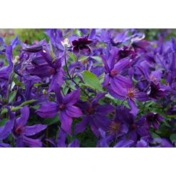 Clématite Saphyra® Violetta "m32-10'/pot De 1,5l - Tuteur Bambou 30/60 Cm -Terre et Verdure 645d858896f953.70859164