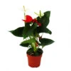 Fleur De Flamant Rose "sierra Red & Sierra White" Jumeaux Rouge/blanc Pot 14cm Anthurium Andreanum -Terre et Verdure 64622746c39128.41528724