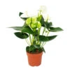 Fleur De Flamant Rose "sierra White" Blanc Anthurium Andreanum 14cm -Terre et Verdure 6462274e5959e8.64719841