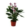 Fleur De Flamant Rose "purple Fiorino" Violet Anthurium Andreanum 14cm -Terre et Verdure 6462275204ff87.99202910