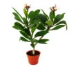 Arbre Du Temple Hawaïen - Plumeria - Couleur Surprise -Terre et Verdure 64622753cd54a9.23128229