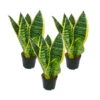Lot De 3 Sanseveria Laurentii Trafasciata - Chanvre Vert-jaune - Pot De 9cm, Hauteur Totale Env. 20-25cm 1 Lot De 3 Sanseveria Laurentii Trafasciata - Chanvre Vert-jaune - Pot De 9cm, Hauteur Totale Env. 20-25cm -Terre et Verdure 646228a4c300a8.33416928