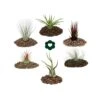 6 Tillandsias Différentes Dans Un Ensemble -Terre et Verdure 646228a7ce8ab7.86403317