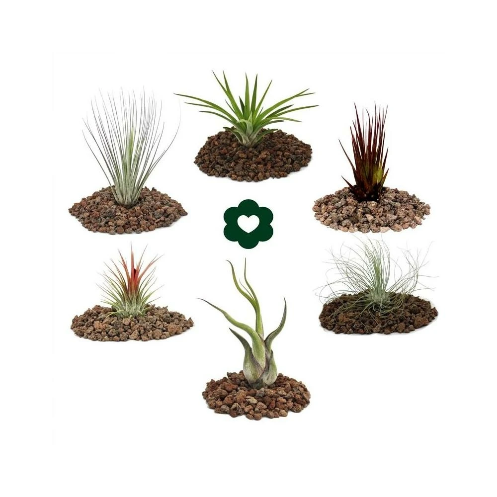 6 Tillandsias Différentes Dans Un Ensemble 3 6 Tillandsias Différentes Dans Un Ensemble