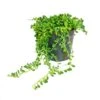 Pois Sur Ruban - Senecio Herreanus En Pot De 12cm -Terre et Verdure 646228b40091b1.73074054