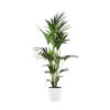 Palmier Kentia - Howea Forsteriana - Xxl - Environ 165cm De Haut - Dans La Jardinière "brussels" - Blanc -Terre et Verdure 646228f84f7f27.09462296