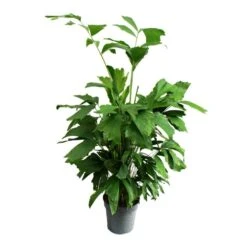 Caryota Mitis - Palmier à Queue De Poisson - Environ 120 Cm De Haut - Palmier Solitaire