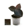 Jewel Orchid - Macodes Anoectochilus Onyx - Mini Orchidée Terrestre à Feuilles Fantaisies - Pot 6cm -Terre et Verdure 6462298a416cb2.54032244