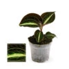 Jewel Orchid - Macodes Anoectochilus Moonstone - Mini Orchidée Terrestre à Feuilles Fantaisies - Pot 6cm 1 Jewel Orchid - Macodes Anoectochilus Moonstone - Mini Orchidée Terrestre à Feuilles Fantaisies - Pot 6cm -Terre et Verdure 64622995208bd2.37816548