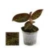 Jewel Orchid - Macodes Anoectochilus Garnet - Mini Orchidée Terrestre à Feuilles Fantaisies - Pot 6cm -Terre et Verdure 6462299cab7627.53477943