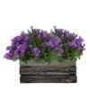 Campanula Addenda Ambella - Glockenblume Intensives Lila - Holzschale Mit 2 Gartenpflanzen - 12cm Topf - Mehrjährig - Winterhart -Terre et Verdure 646229a10e2641.06106641
