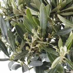 Olivier, Olea Europeae : H100 Cm Tige Pot D20cm -Terre et Verdure 646605 003